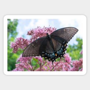 Apollos Butterfly Sticker